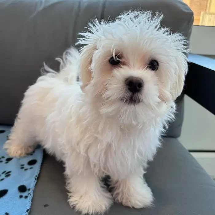 Male Maltese Puppy for Sale in Charlotte, NC
