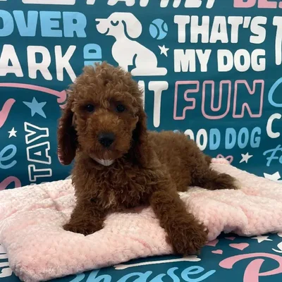 Female Standard Poodle Puppy for Sale in Charlotte, NC