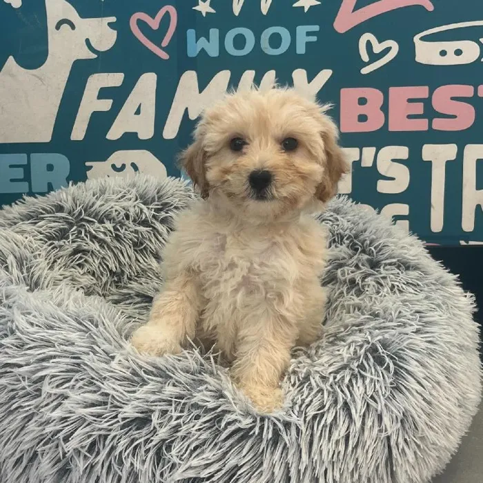 Female Havapoo puppy named Sadie for sale at Waggles Charlotte.