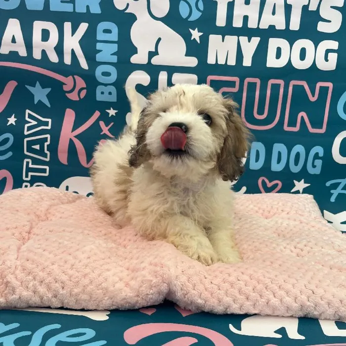 Male Bichapoo Puppy for Sale in Charlotte, NC