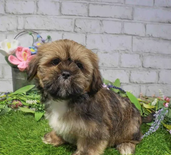 Male Lhasa Apso puppy named Mango for sale at Waggles Charlotte.