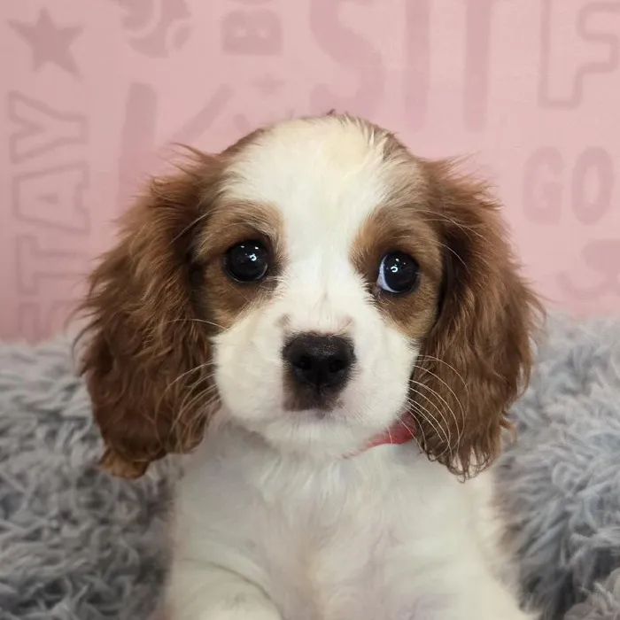 Female Cavalier King Charles Spaniel puppy named Alexis for sale at Waggles Raleigh.