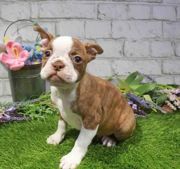 Male Boston Terrier puppy named Robbie for sale at Waggles Charlotte.