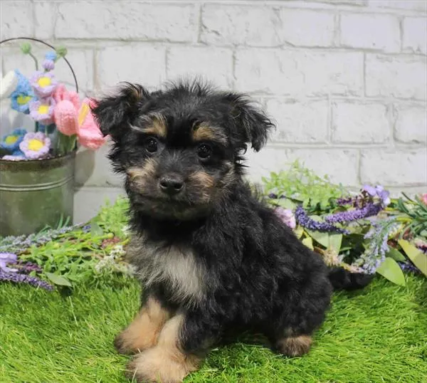 Female Pom-A-Poo puppy named Lilo for sale at Waggles Greensboro.