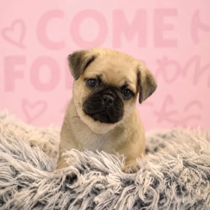 Male Pug puppy named Justin for sale at Waggles Greensboro.