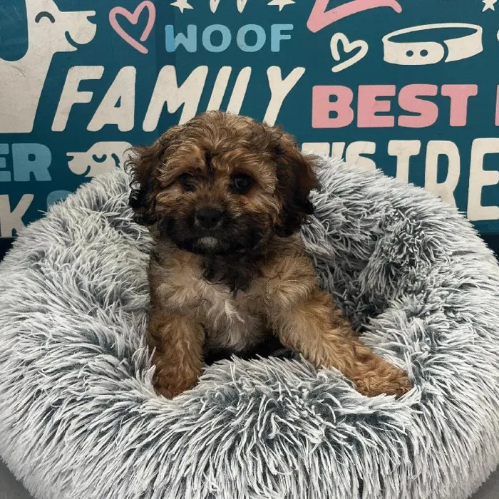 Female Cavapoo puppy named Jellybean for sale at Waggles Charlotte.