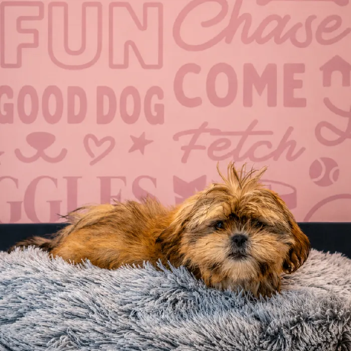 Male Shih Tzu puppy named Andy for sale at Waggles Greensboro.