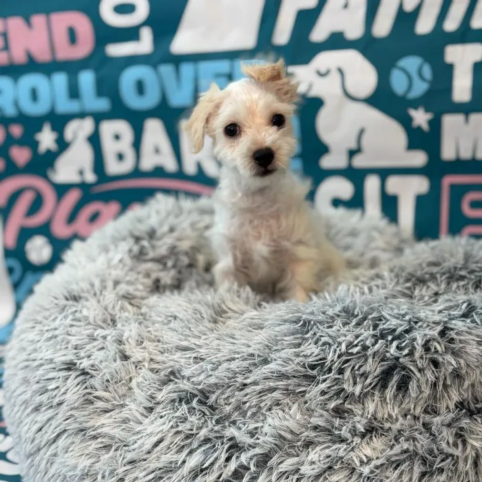 Male Schnoodle Puppy for Sale in Charlotte, NC