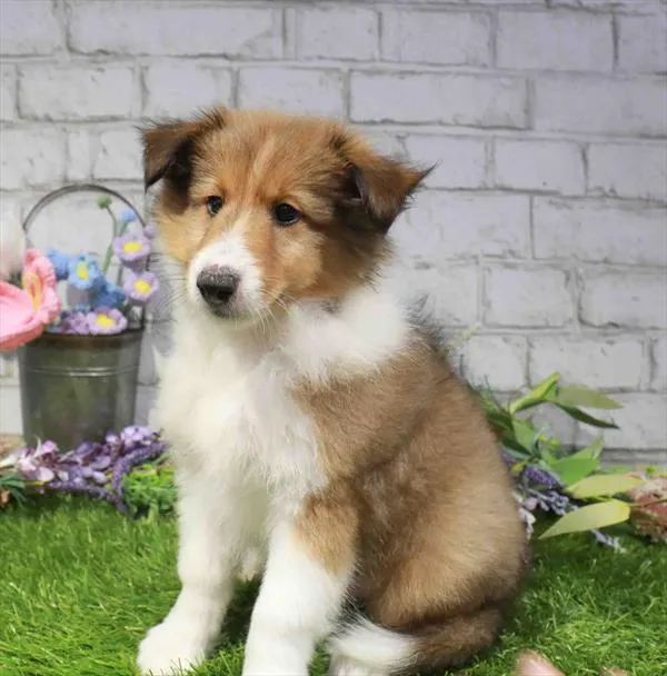 Male Sheltie puppy named Cane for sale at Waggles Charlotte.