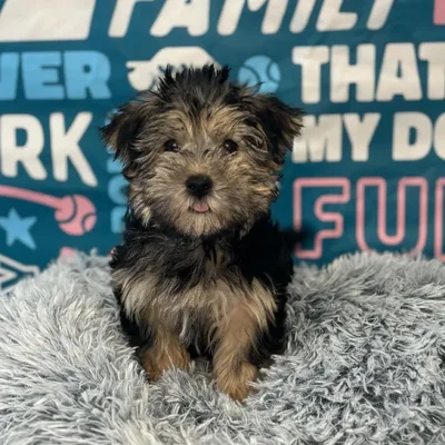 Male Morkie Puppy for Sale in Charlotte, NC