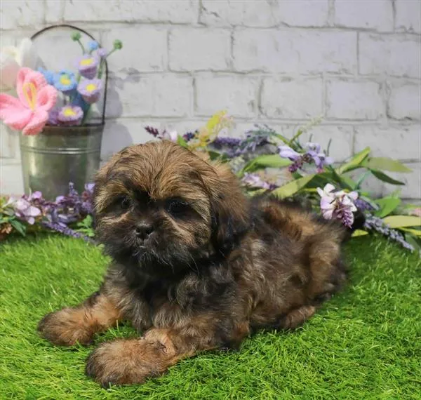 Male Shih Tzu puppy named Puddle for sale at Waggles Charlotte.