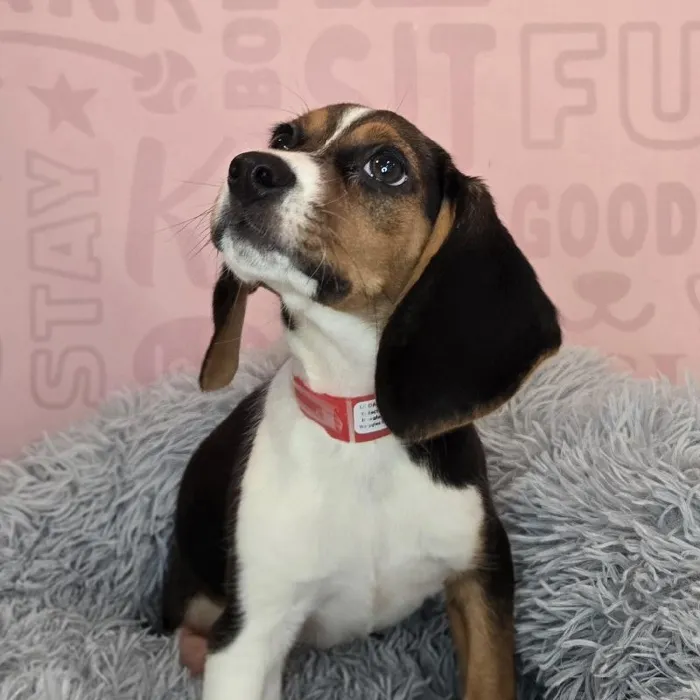 Female Beagle puppy named Lorraine for sale at Waggles Raleigh.