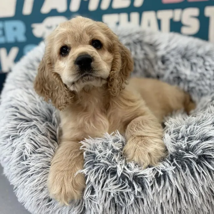 Male Cocker Spaniel puppy named Drax for sale at Waggles Charlotte.