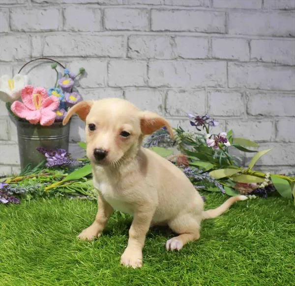Male Chihuahua puppy for sale at Waggles Greensboro.