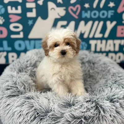Female Maltipoo Puppy for Sale in Charlotte, NC