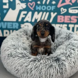 Female Dachshund puppy named Dottie for sale at Waggles Charlotte.