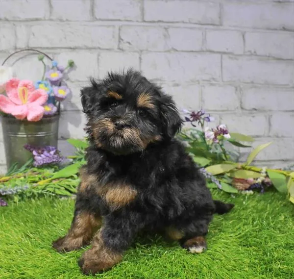 Male Mini Bernedoodle 2Nd Gen puppy named Armani for sale at Waggles Charlotte.