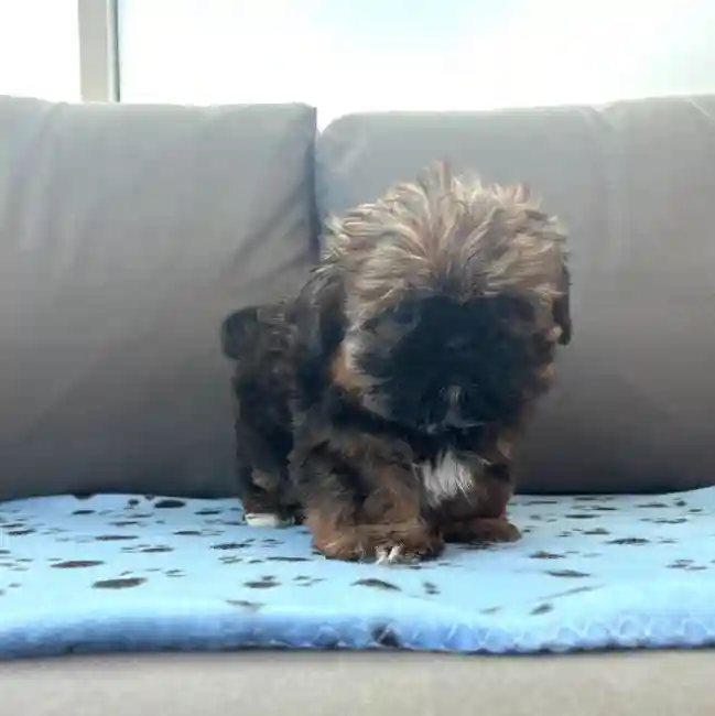 Female Shih Tzu Puppy for Sale in Charlotte, NC