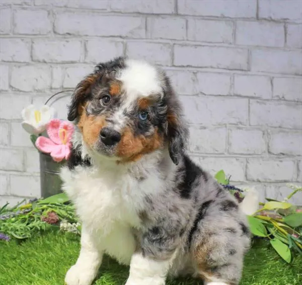 Male Mini Bernedoodle 2Nd Gen puppy named Papaya for sale at Waggles Charlotte.