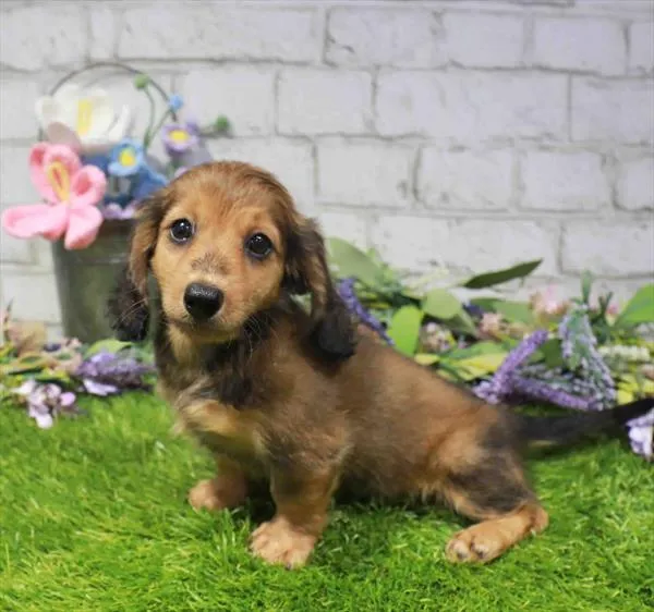 Female Dachshund puppy named Lady for sale at Waggles Charlotte.