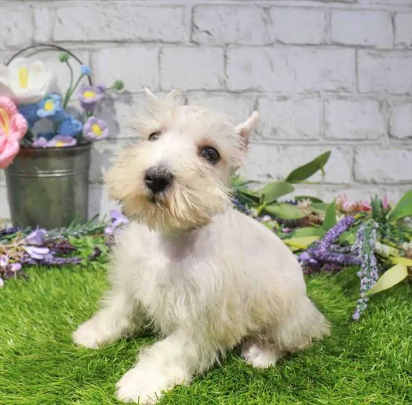 Female Mini Schnauzer puppy named Sydney for sale at Waggles Raleigh.