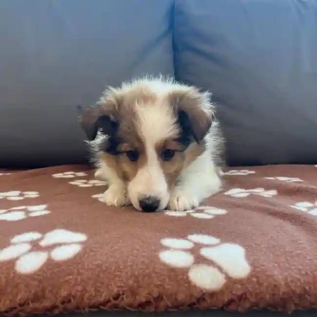 Female Sheltie Puppy for Sale in Charlotte, NC