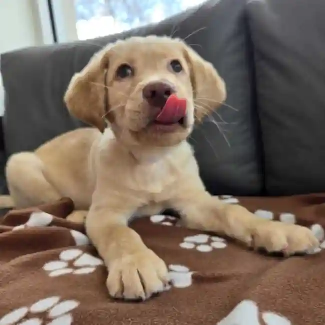 Male Labrador Retriever Puppy for Sale in Charlotte, NC