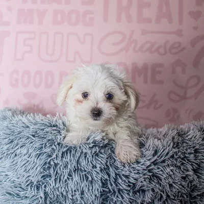 Male Maltese Puppy for Sale in Greensboro, NC