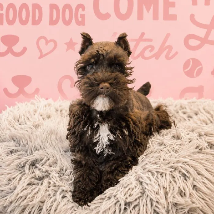 Female Mini Schnauzer puppy named Mulan for sale at Waggles Greensboro.