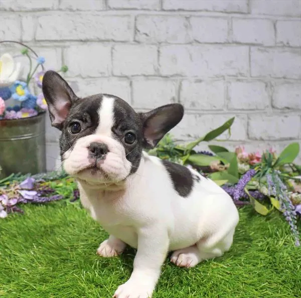 Male French Bulldog puppy named Oreo for sale at Waggles Charlotte.