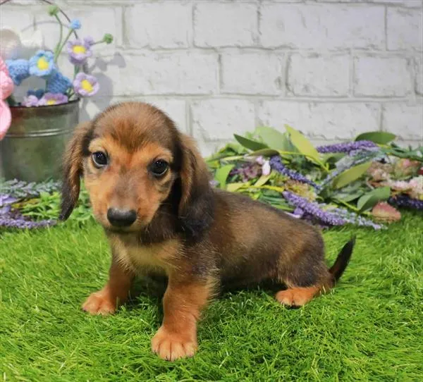 Male Dachshund puppy named Loki for sale at Waggles Charlotte.