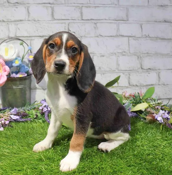 Female Beagle puppy named Lorraine for sale at Waggles Raleigh.
