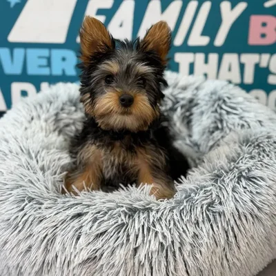 Male Silky Terrier Puppy for Sale in Charlotte, NC