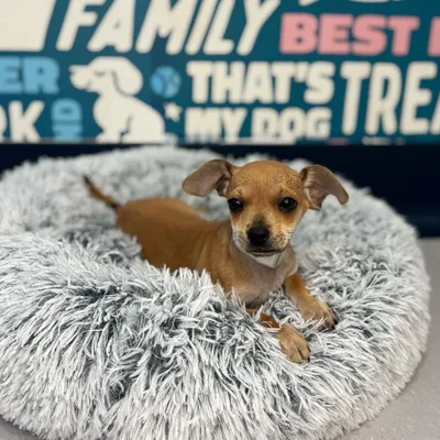 Male Chiweenie Puppy for Sale in Charlotte, NC