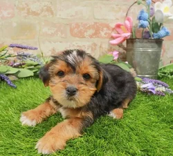 Male Yorkie puppy named Brooks for sale at Waggles Charlotte.