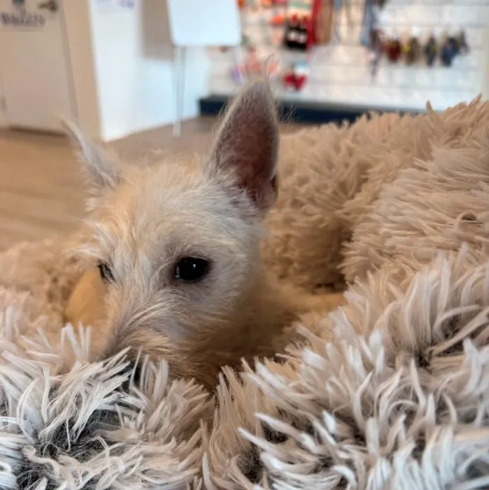 Female West Highland White Terrier Puppy for Sale in Greensboro, NC