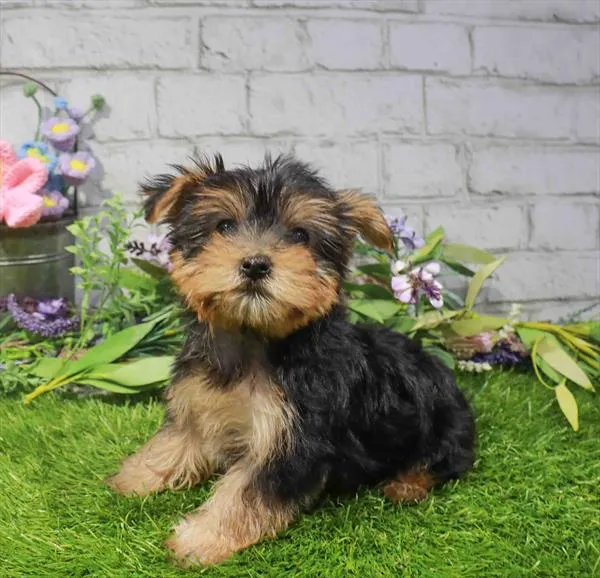 Female Yorkie puppy for sale at Waggles Greensboro.