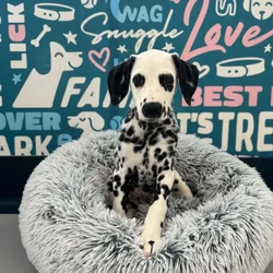 Male Dalmatian puppy named Toby for sale at Waggles Charlotte.