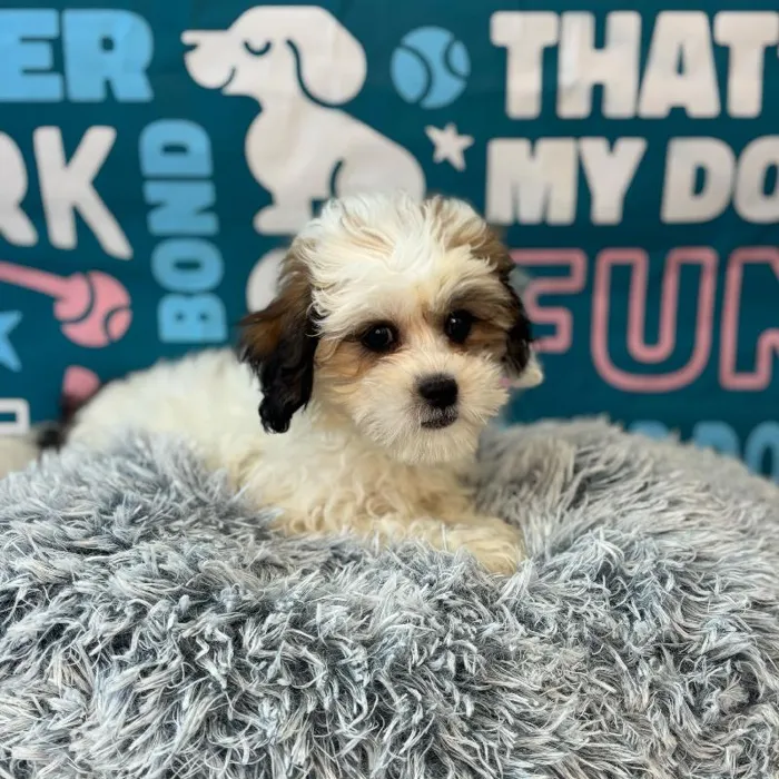 Female Teddy Bear Puppy for Sale in Charlotte, NC