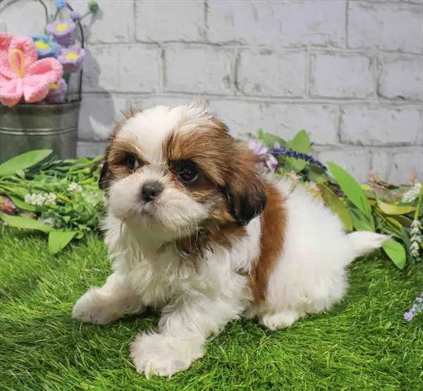 Female Shih Tzu puppy named Cherry for sale at Waggles Charlotte.