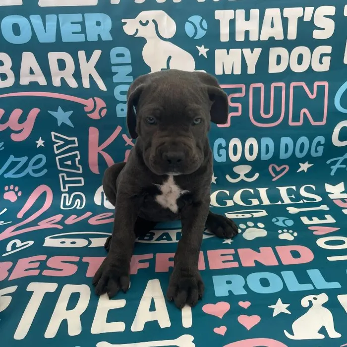Female Cane Corso Puppy for Sale in Charlotte, NC