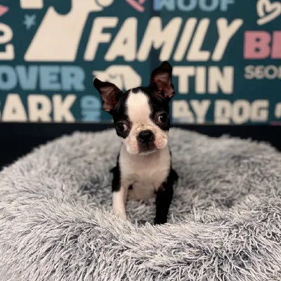 Female Boston Terrier Puppy for Sale in Charlotte, NC