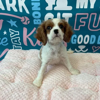 Male Cavalier King Charles Spaniel Puppy for Sale in Charlotte, NC