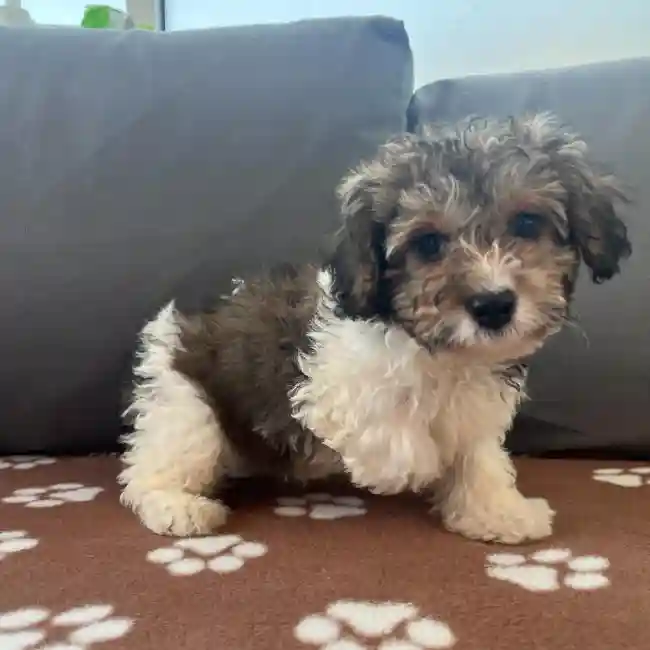 Male Havapoo Puppy for Sale in Charlotte, NC