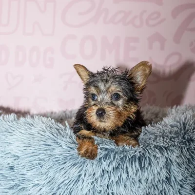 Male Silky Terrier puppy named Elio for sale at Waggles Greensboro.