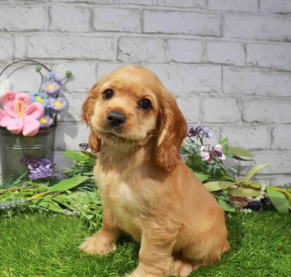 Female Cocker Spaniel puppy for sale at Waggles Greensboro.