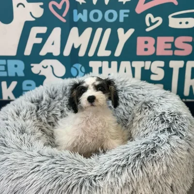 Female Schnoodle Puppy for Sale in Charlotte, NC