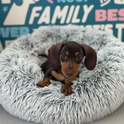 Male Dachshund puppy named Ranger for sale at Waggles Charlotte.
