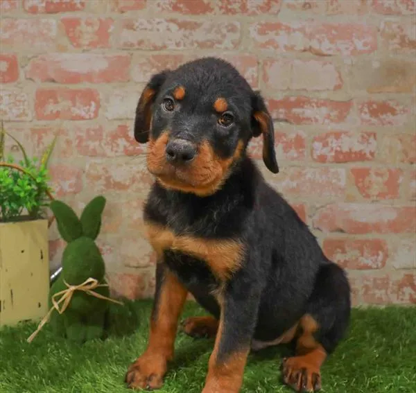 Male Rottweiler puppy named Cove for sale at Waggles Greensboro.