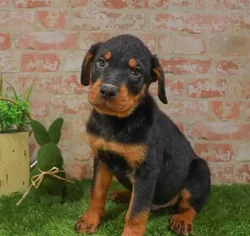 Male Rottweiler puppy named Cove for sale at Waggles Greensboro.